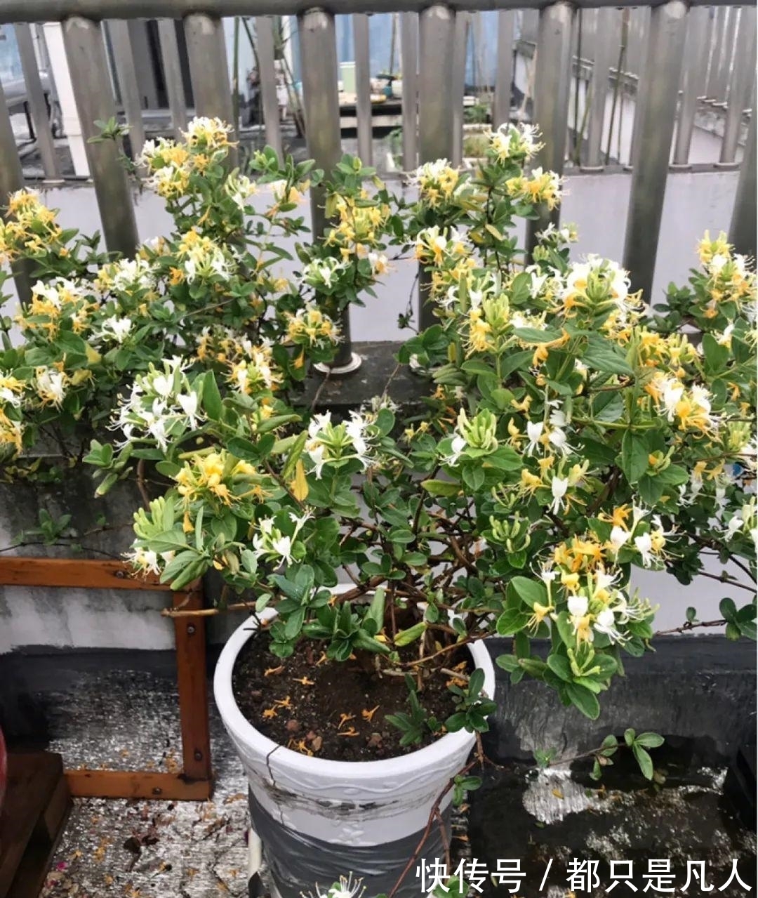 “寿命长”的10种花,寓意好,格调高,老人见了眉开眼笑!