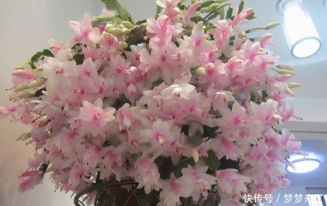 方法|一把梳子,扦插蟹爪兰,齐刷刷一排“白胡须”,插活几十棵