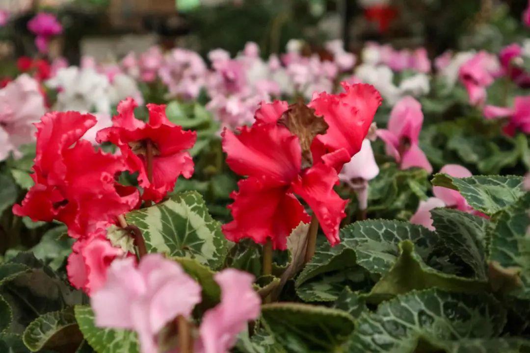 长寿花|9月后就养这些花,比绿萝好养,疯狂开花到明年!