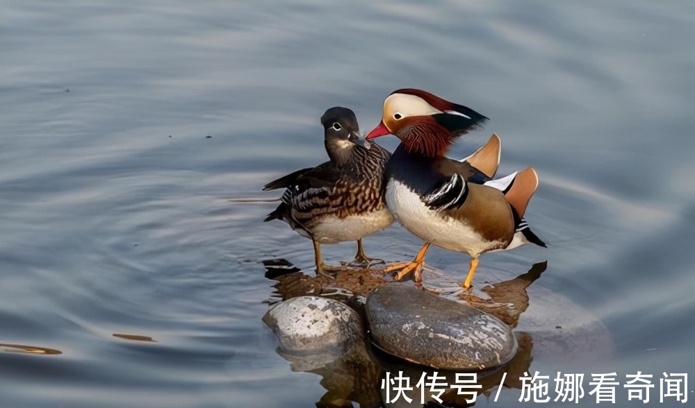 鸳鸯&诗词中的故事42:《南乡子》李珣五代没有沦落到花间的词人