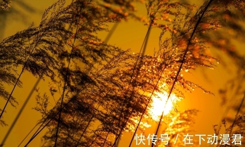 芦花@芦苇摇浪花,昼若飘絮夜似雪海醉了词人诗家,有欢欣也有愁情天涯