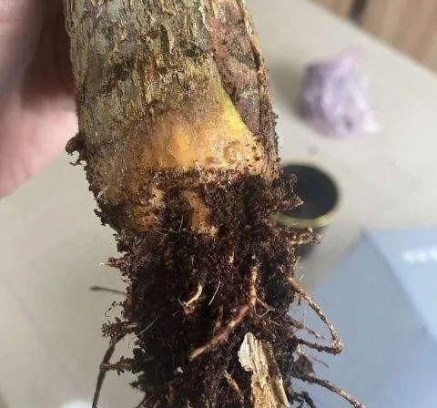 发财树盆里扔点小东西，壮根促芽，再喷点它，叶子一年绿油油