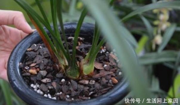 春天养兰花似韭菜该怎么办3种肥料,让它叶片肥美、开花勤!