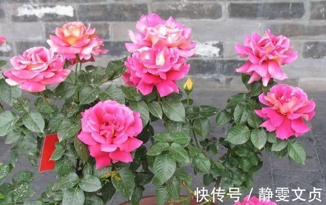 长寿花|这样剪几刀,枯萎的花立马冒新芽,10天就能蹭蹭开花