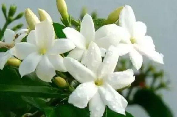 牡丹|4种花高贵优雅,看了就让人沉醉,比牡丹美,比绿萝好养