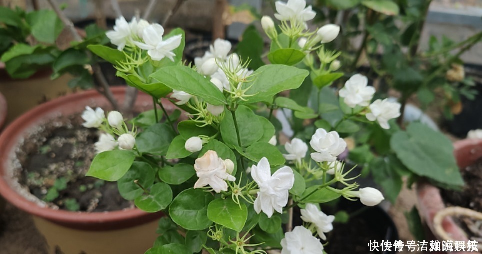 植株|5种花干养最好，植株健壮能开花，湿养会送命！