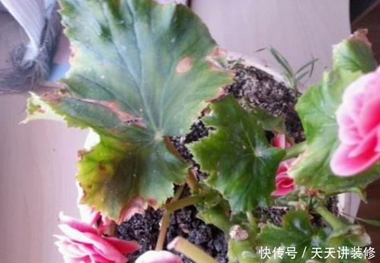 花店|五月逛花店，5种花不值得买，买了也浪费，要记得