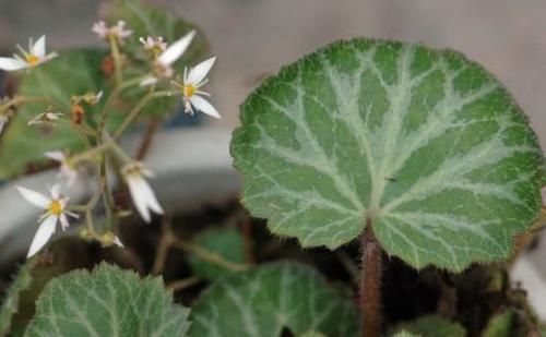 虎耳草|农村田边没人要野草,却是治疗中耳炎的良药,现在知道还不迟