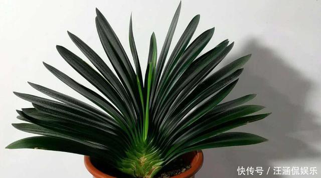 君子兰不开花,却不知道问题在哪老花匠这些地方有讲究