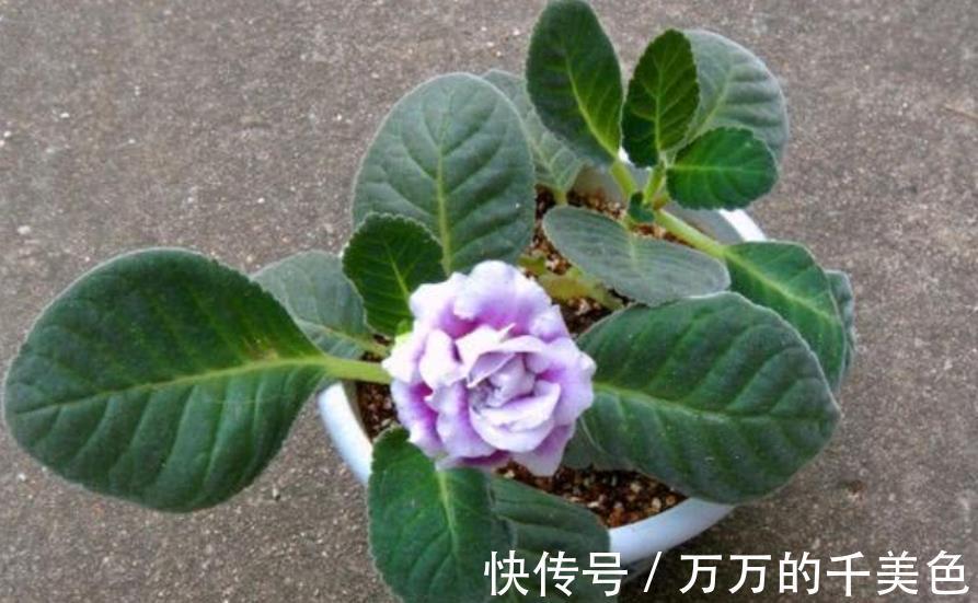 枝条|3种高颜值花卉,8月扦插正当时,生根快冒新芽,喜欢赶紧动手
