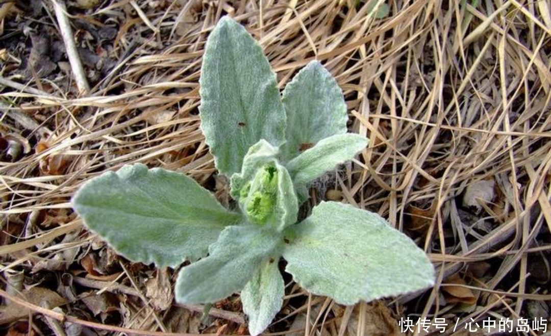 农村一种野草，人称“狗舌头草”，殊不知消炎利尿有特效，请珍惜