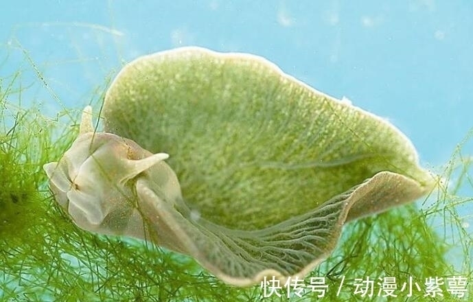 山治|海贼王:绿牛果实是幻兽种,一生吃一顿饭就可以了