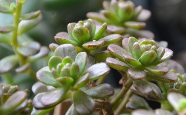 五种一开花爆盆的多肉,漂亮好养懒人必备,漂亮好养惹人爱,呆萌