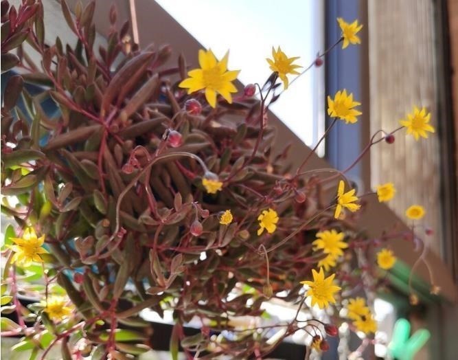 为了养花种菜,奶奶花160万买了郊区的别墅,3年之后,后悔了