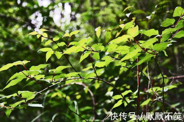 深山老人用树叶做的“豆腐”，比肉还好吃，可惜很少人吃过