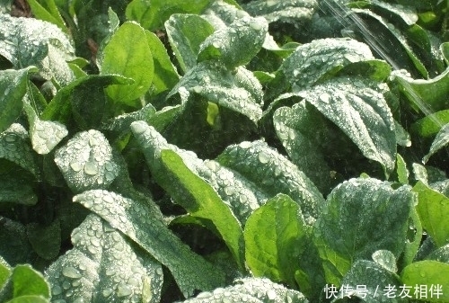 冬天了,每个星期吃一次此物,清除体内垃圾,给身体做个大扫除