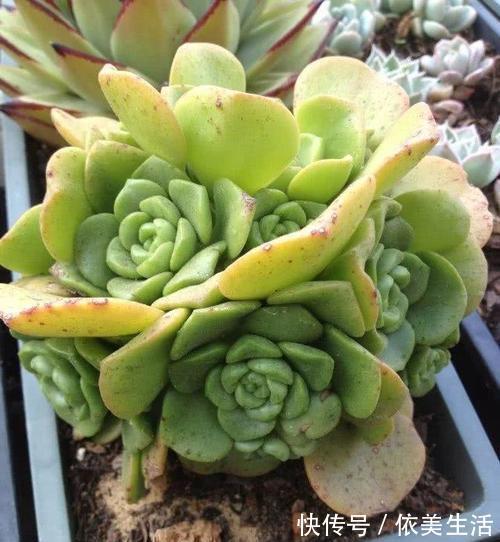 4种多肉植物，再便宜也别买，养一盆死一盆，浪费钱！