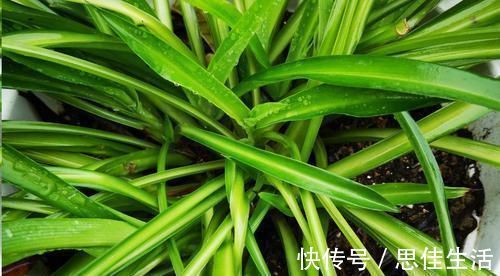 这10种花超级怕冷,再不搬进屋,小心只剩下盆了