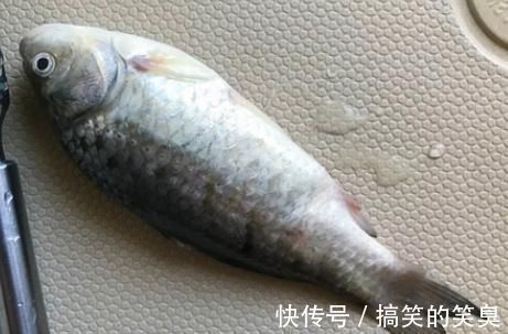 炖鱼汤直接加水煮？难怪鱼汤不浓白还有腥味，教你正确做法