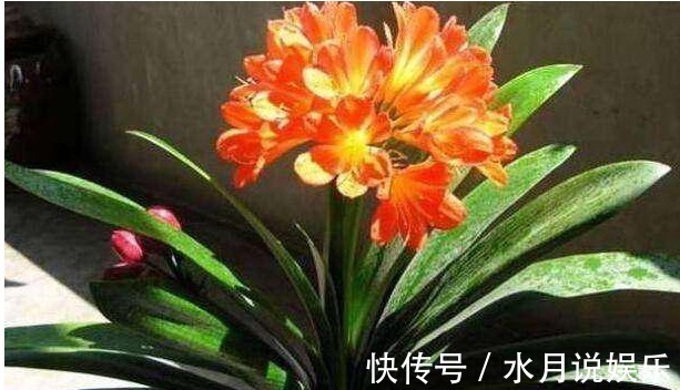 浇花|外婆给盆栽君子兰喝了点肉汤,就跟打鸡血似的疯狂长猛开花。