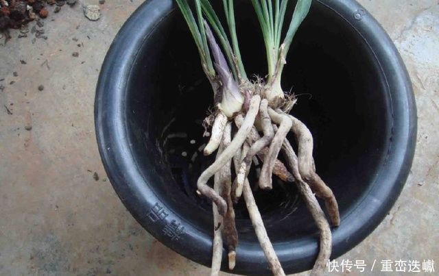 烧制|捡点它垫在盆底,兰花养20年不烂根,盆栽兰花根肥壮撑爆盆
