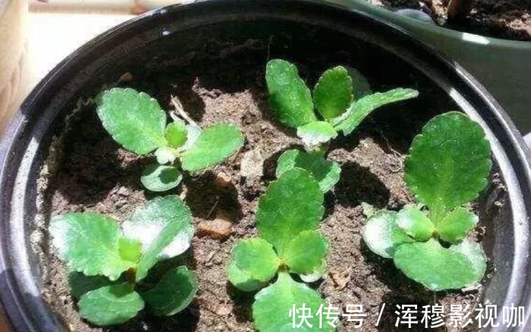 虎皮兰|家中常养5种花“不用买”掐个枝条插土里就能活,7天就生根!