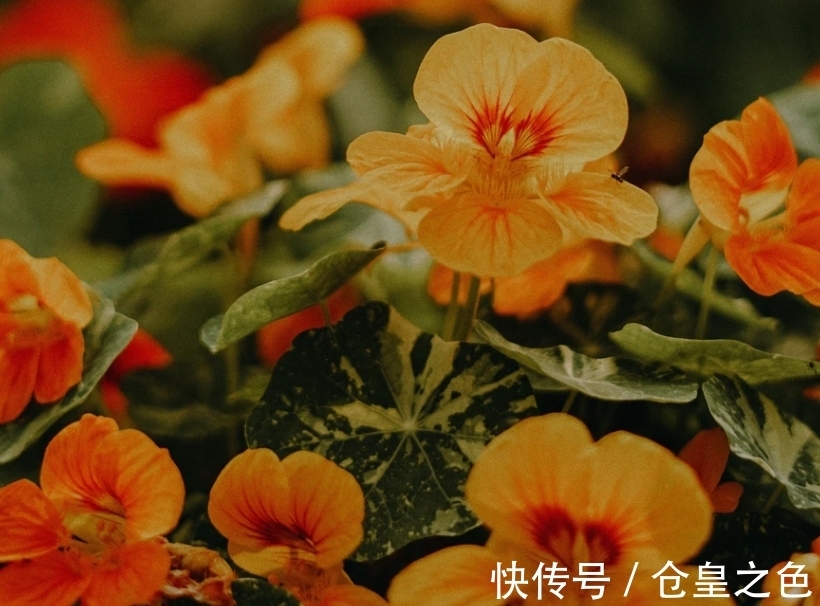 真情|7月底，桃花运了不得，遇见真情，3星座思念过往，念念不忘旧情人