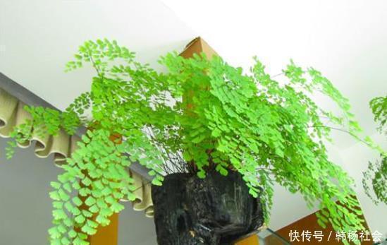 同样是在阳台养花,为什么别人养的那么好,我却养一盆死一盆