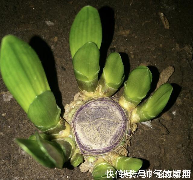 养护|李大姐养君子兰,开春切一刀,养60天,冒出9个芽,要爆盆了