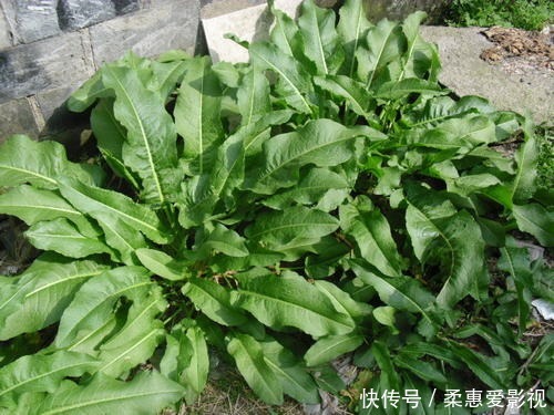  生长在河边的“野菠菜”，能够乌黑头发治脚气，价值很高