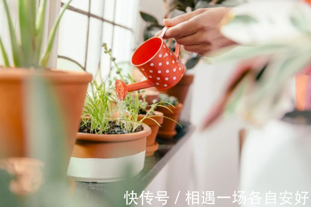 养花学会一招浇水方法,摆脱养花新手的称号,家里的花都变好养了