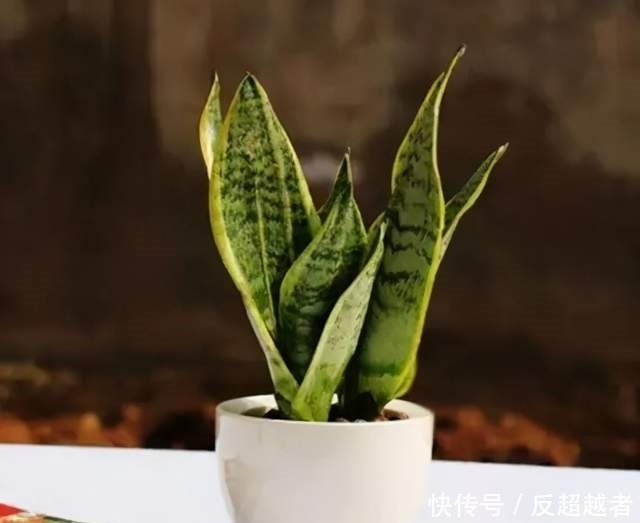 惊!你养的花,正在悄悄暴露你的性格