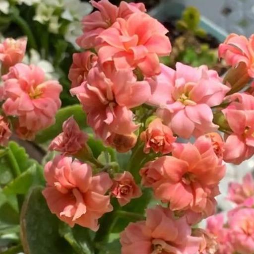 48个长寿花品种，一个比一个漂亮，文末附长寿花的养护简介