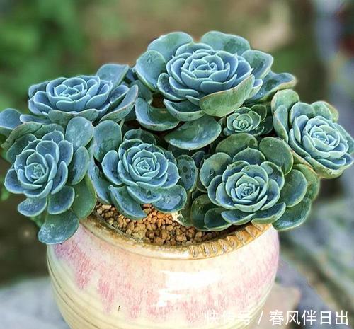 花友会|夏天多肉总是掉叶子？3个原因引起，及时了解预防，肉肉安全度夏