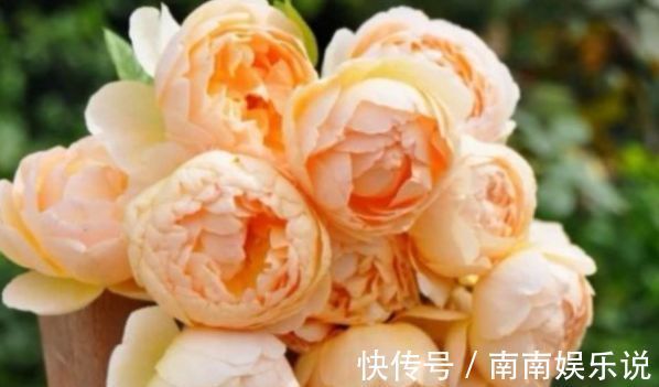 漂亮|家中养花，试试3种漂亮的花，水果花香，四季开花不断，喜爆盆