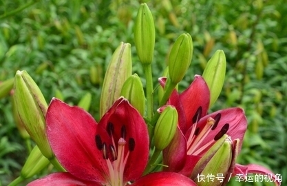 百合|提个醒:常吃此物每天都睡得香,还能提高血细胞,分享给家人吧!