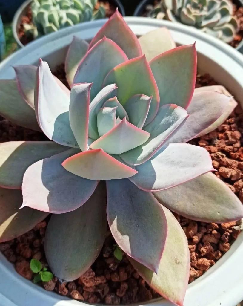 拼盘|多肉养在大盆里，就是豪横霸气，棵棵大得像白菜