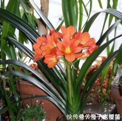 盆栽|4种花养在家里，净化空气，释放氧气，颜值也不错