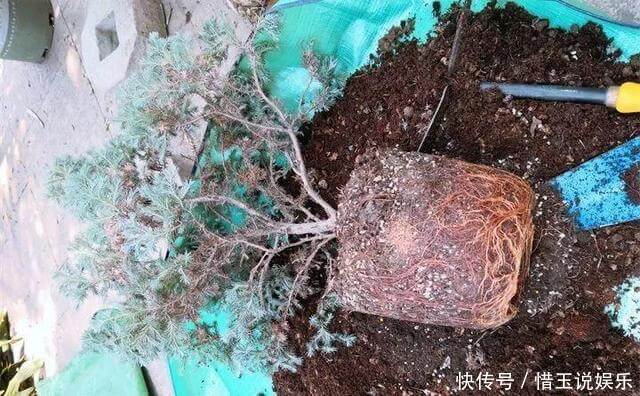 夏季换盆一时爽,“方法”错了,换完花卉死翘翘
