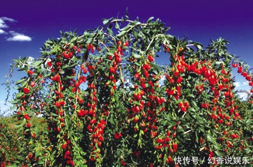 三害|枸杞百利但有三害,危害极大,很多人都不清楚,一直到现在才了解