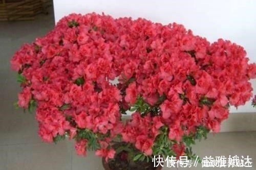 腐叶土|家庭养花，土从哪里来3个方法，不花一分钱，就能自制营养土了！