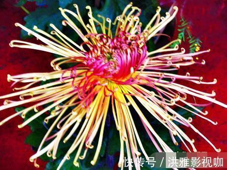 菊花|喜欢菊花，不如养“菊中精品”秋水红霞，花开柔美高雅，缕缕清香