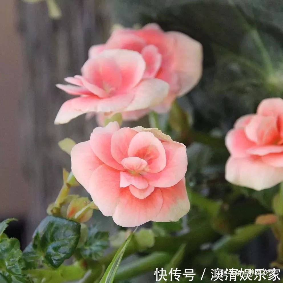 四个形态各异的秋海棠品种,你喜欢观叶的还是观花的