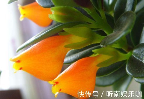 喜欢玫瑰就养盆“彩纸口红”,花开似唇彩,娇艳欲滴,堪称精品