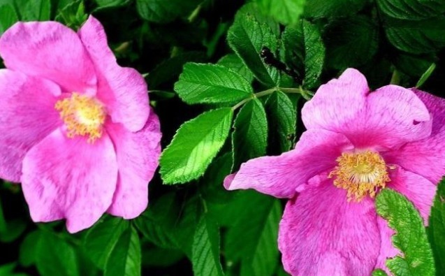 禁忌|17岁女生因一壶蒲公英水,送入医院,提醒蒲公英泡水有4大禁忌