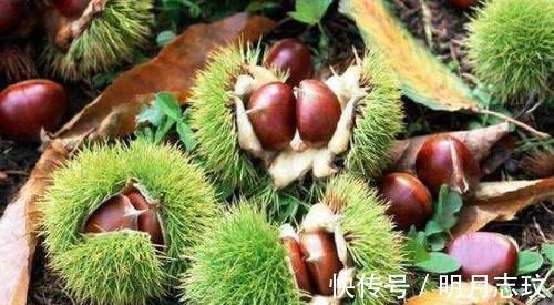 高血压患者|高血压的“天敌”出现了,春节期间多吃点,让血压“稳如泰山”