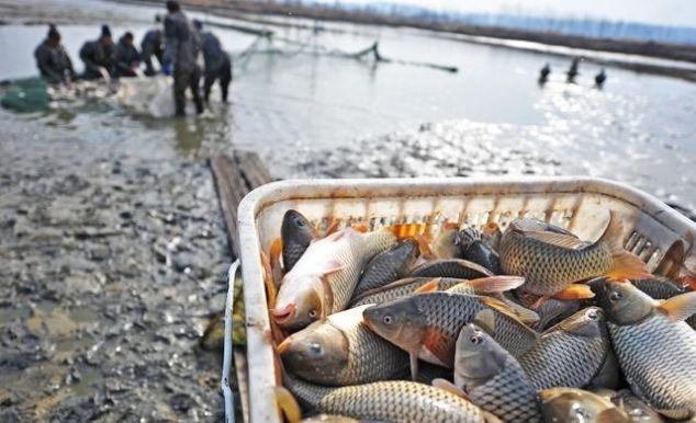鲤鱼|最有文化味的鱼——鲤鱼，原来古人是这样吃的