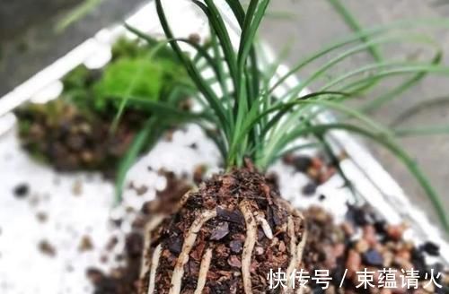 养花不会换盆,没经验就记住这些方法,换一盆旺一盆,零损伤