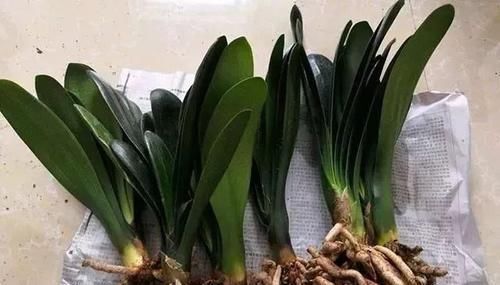 花盆|养花5年,总结出几个超实用养花技巧,5分钟学会,啥花都能活!