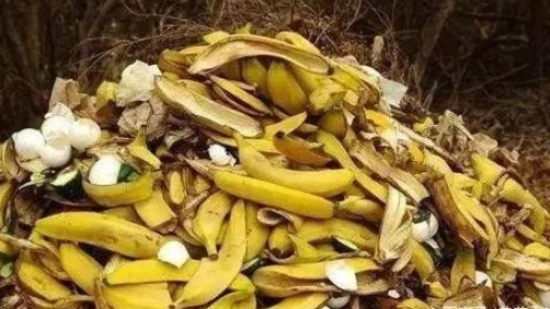 兰花最爱吃“垃圾”，吃完花芽蹭蹭长，不到30天就爆盆！